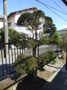 ☆Ｓ様邸お庭の手入れ☆