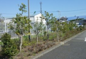 植木の管理(9)終