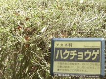庭の低木(24)白丁花