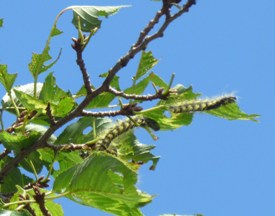 桜の葉を食害→ﾓﾝｸﾛｼｬﾁﾎｺ