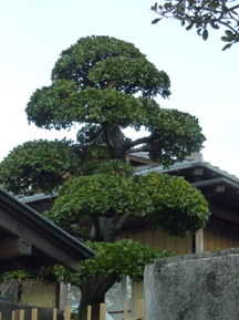 玉散しウバメガシの剪定