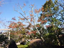 イロハモミジの剪定