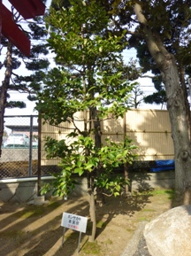 貝塚伊吹の剪定三日目