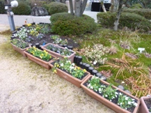 ｻｻﾞﾝｶ･ﾀﾞｲｽｷﾞ･花壇の手入れ