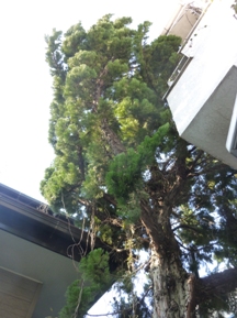 府中市の伐木