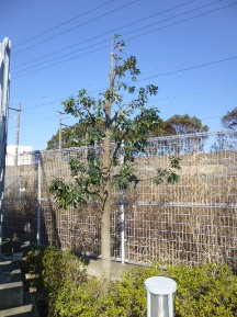 ★シラカシ剪定五日目★