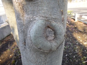 切り口が塞がる様に切る