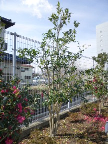 ★ネズミモチの剪定★