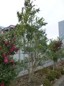 ★ネズミモチの剪定★