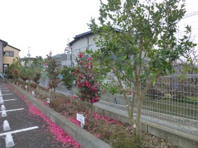 ★ネズミモチの剪定★