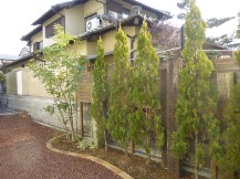★シマトネリコの剪定★