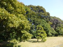 ★浜離宮恩賜庭園・⑤池・他★