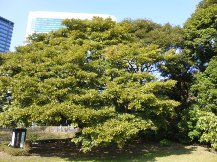 ★浜離宮恩賜庭園②タブノキ★