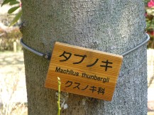 ★浜離宮恩賜庭園②タブノキ★