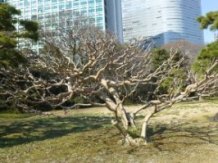 ★浜離宮恩賜庭園・⑤池・他★