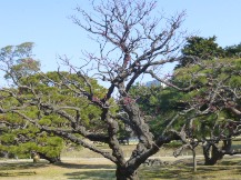 ★浜離宮恩賜庭園・⑤池・他★