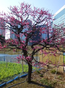 ★浜離宮恩賜庭園・⑤池・他★