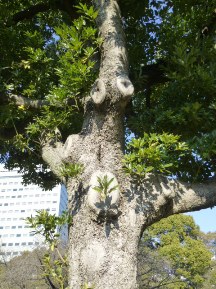 ★浜離宮恩賜庭園②タブノキ★