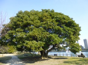 ★浜離宮恩賜庭園②タブノキ★