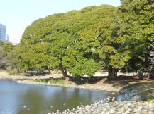 ★浜離宮恩賜庭園②タブノキ★
