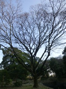★浜離宮恩賜庭園・⑤池・他★