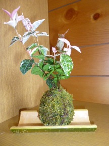 ★苔玉に挑戦①★