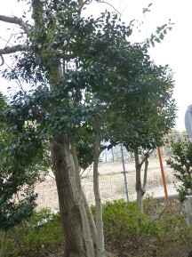 ★Ｓ社様・お庭11日目★