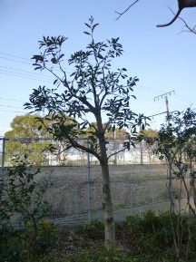 ★Ｓ社様・お庭11日目★