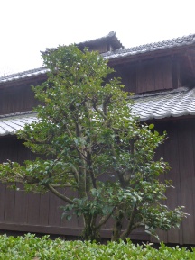 ★樹冠を揃える★