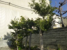 ★Ｓ様邸お庭の手入れ★