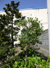 ★Ｓ様邸お庭の手入れ★