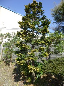 ★Ｓ様邸お庭の手入れ★