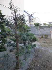 ★Ｓ様邸お庭の手入れ★