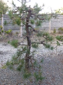★Ｓ様邸お庭の手入れ★