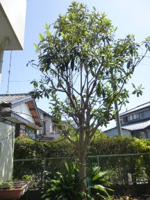 ★シュロの伐木とビワの剪定★